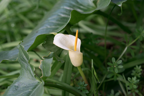 Arum creticum, photograph 2