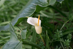 (c) Eleftherios Katsillis, some rights reserved (CC BY) Arum creticum, photograph (c) Eleftherios Katsillis, some rights reserved (CC BY)