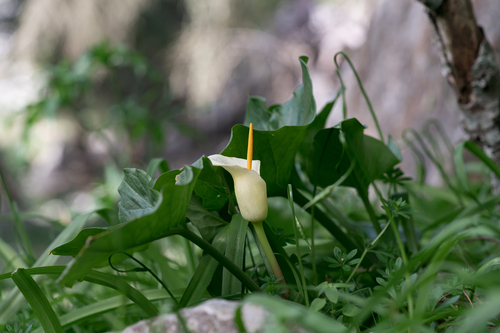 Arum creticum, photograph 1