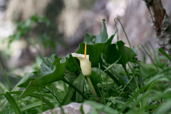 (c) Eleftherios Katsillis, some rights reserved (CC BY) Arum creticum, photograph (c) Eleftherios Katsillis, some rights reserved (CC BY)
