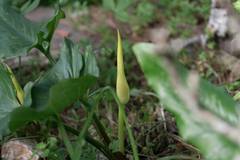 (c) Eleftherios Katsillis, some rights reserved (CC BY) Arum creticum, photograph (c) Eleftherios Katsillis, some rights reserved (CC BY)