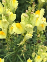 Linaria vulgaris