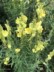 Linaria vulgaris