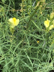 Linaria vulgaris