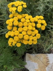 Tanacetum vulgare