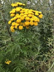 Tanacetum vulgare