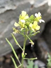 Sisymbrium altissimum