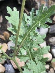 Sisymbrium altissimum