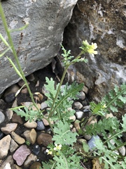 Sisymbrium altissimum