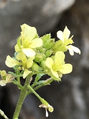 Sisymbrium altissimum