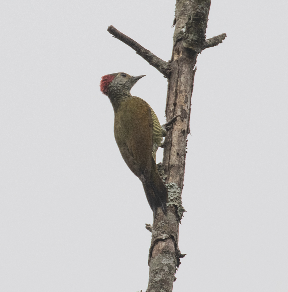 Bronze-winged Woodpecker
