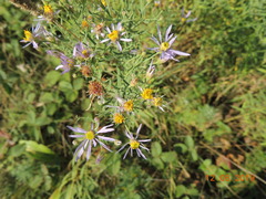 Galatella