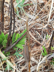Macronemurus appendiculatus