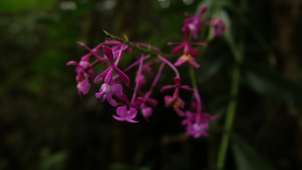 Epidendrum arnoldii Schltr. 4