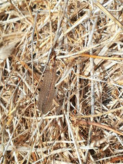 Macronemurus appendiculatus
