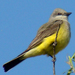 Western Kingbird - Photo (c) Maggie.Smith, some rights reserved (CC BY-NC)