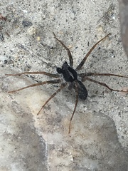 Pardosa tesquorum