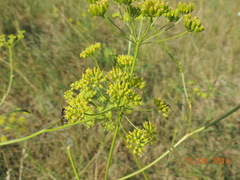 Peucedanum morisonii