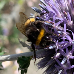 Bombus lucorum