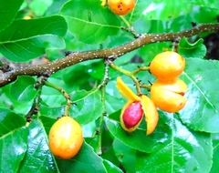 Casearia dolichophylla