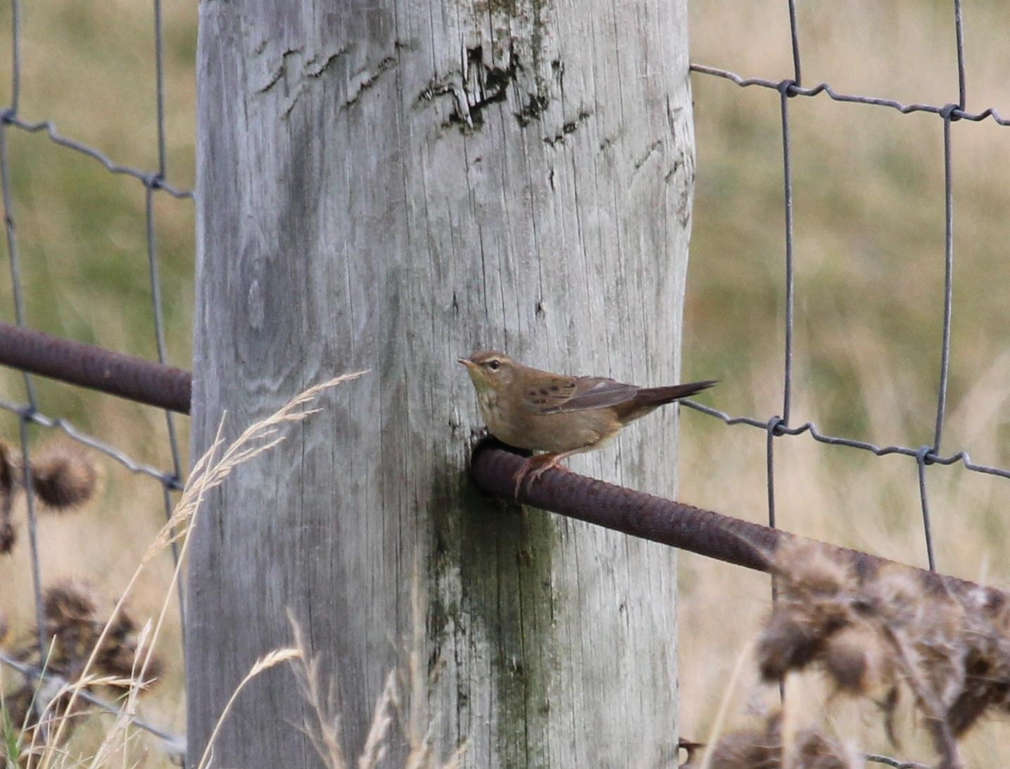Pallas's Grasshopper Warbler