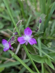 Elasis hirsuta, photograph (c) Benjamin Hidalgo, some rights reserved (CC BY)
