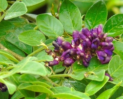 Lonchocarpus