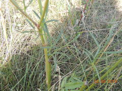 Peucedanum morisonii