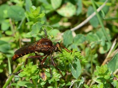 Diogmites basalis
