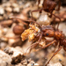 Arizona Fungus-farming Ant - Photo (c) D. L. Quinn, some rights reserved (CC BY-NC), uploaded by D. L. Quinn
