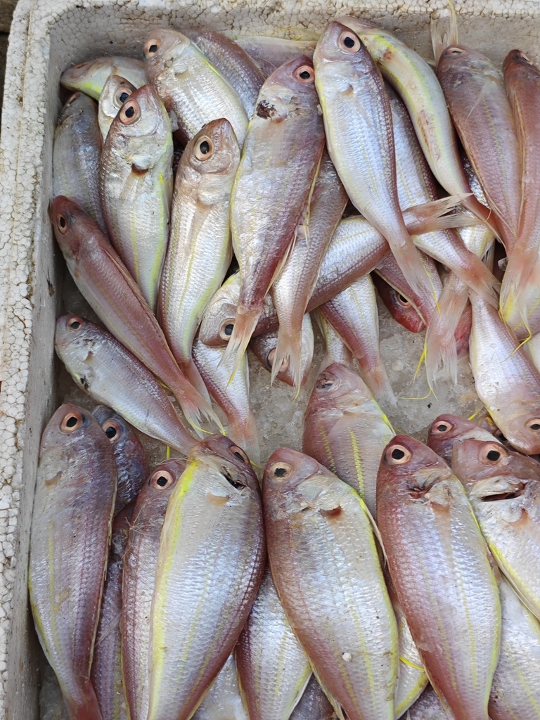Threadfin bream (Nemipterus bathybius) — Nemipteridae
