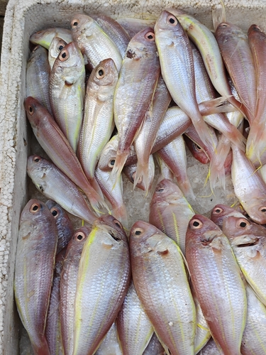 Threadfin bream (Nemipterus bathybius) — Nemipteridae
