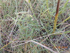 Peucedanum morisonii