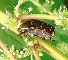 Euphoria leucographa