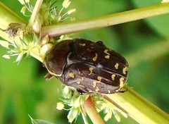 Euphoria leucographa