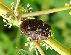 Euphoria leucographa