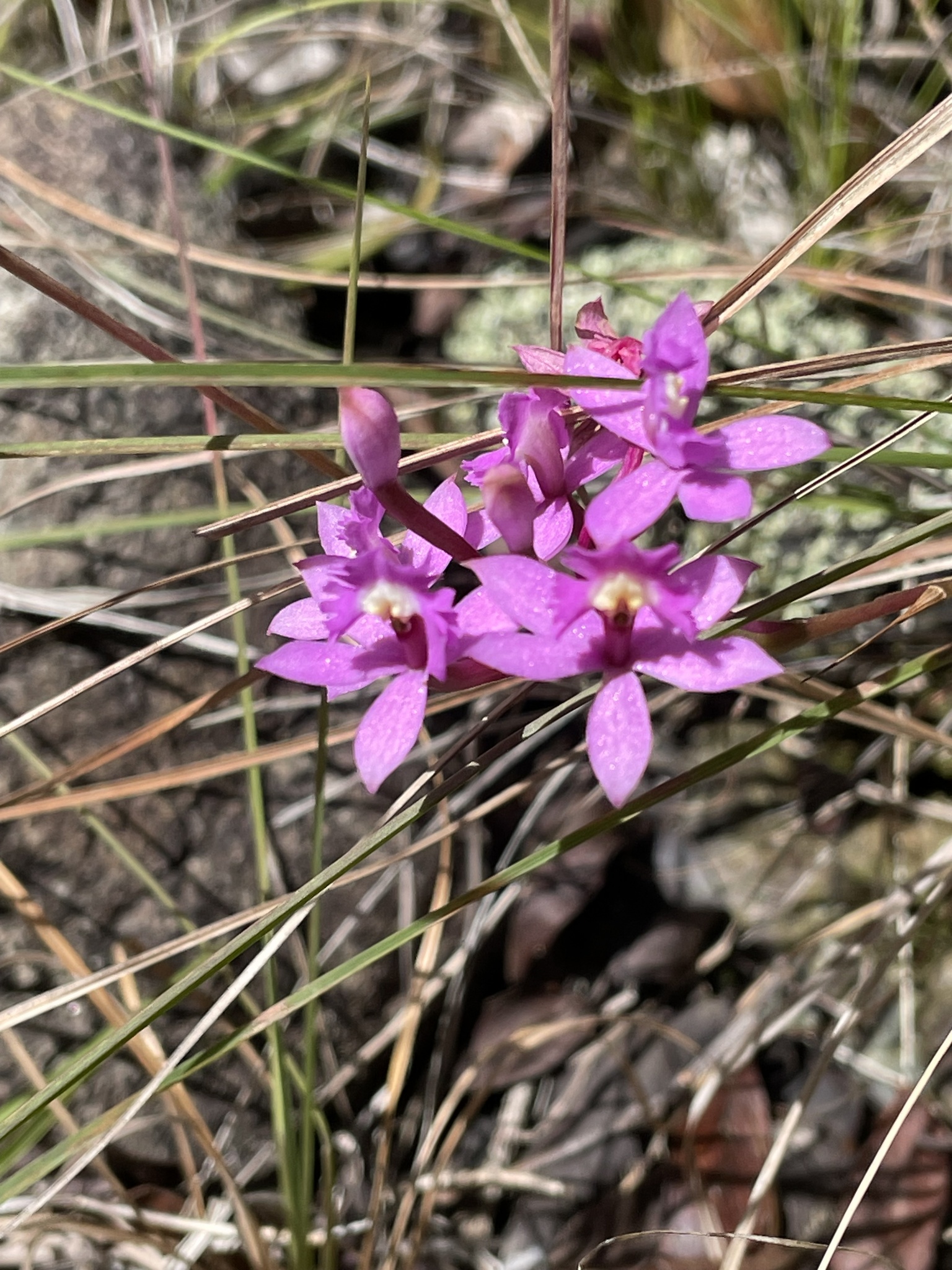 Imagem de Orquídea-rabo-de-gato