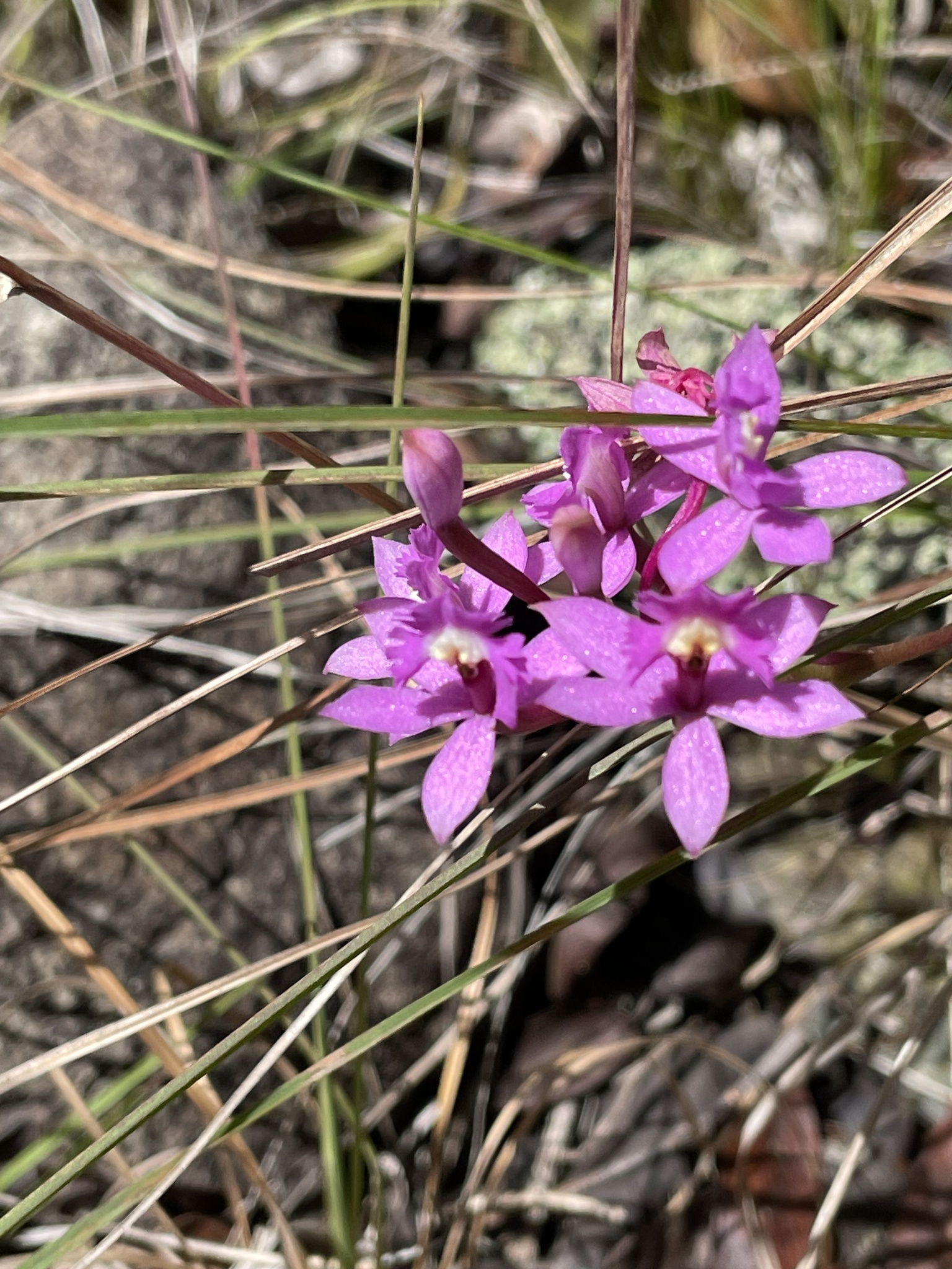 Imagem de Orquídea-rabo-de-gato