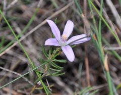 Zanthoxyloideae