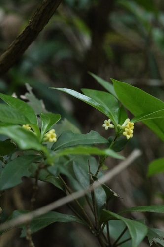 Pittosporum glabratum, photograph 6