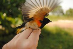 Setophaga ruticilla