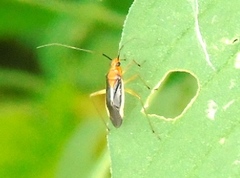 Ganocapsus filiformis