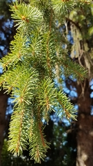 Picea