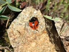 Coccinella alta