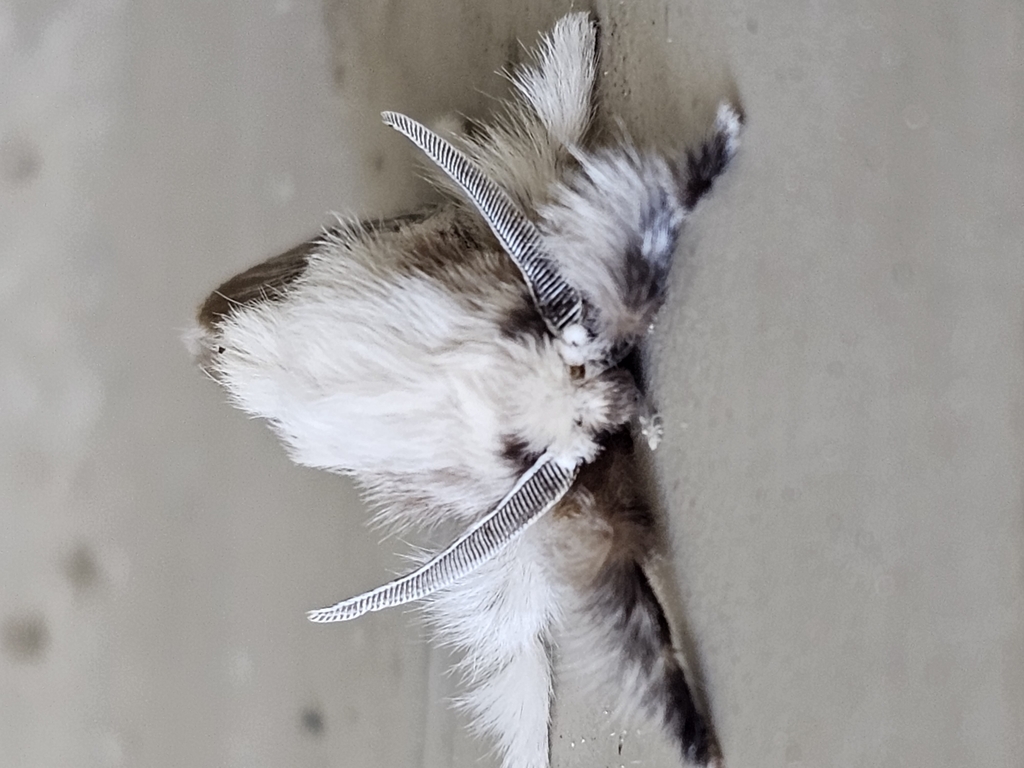 Megalopyge krugii