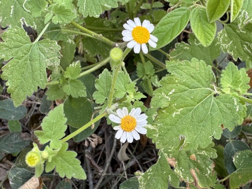 Image of Galinsogeopsis spilanthoides by no rights reserved