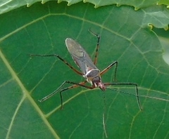 Zelus grassans