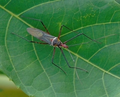 Zelus grassans
