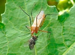 Zelus grassans