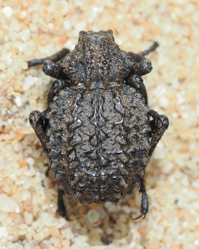 Brachycerus pradieri